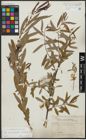 Foto von Salix acmophylloides Hausskn. & Bornm.